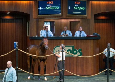 Obsj13 Wed, Sale, 371 Casse at eddie Woods, Indian Charlie colt, Dogwood Smart Strike colt AM conformation