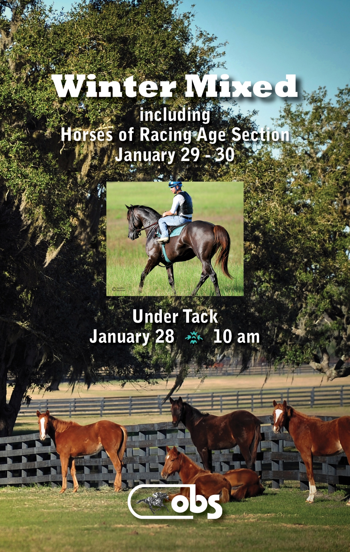 obs sales premier thoroughbred sales venue in ocala florida